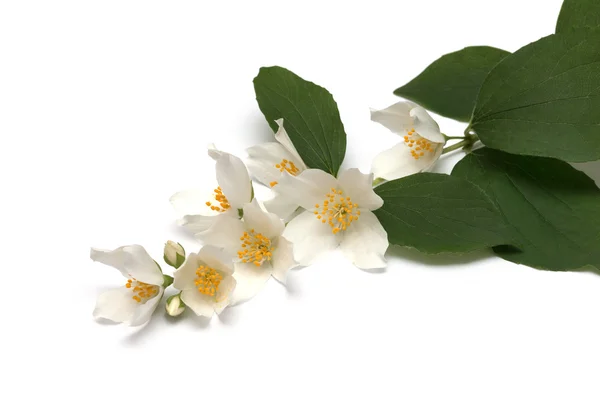 Flores brancas de jasmim no branco — Fotografia de Stock