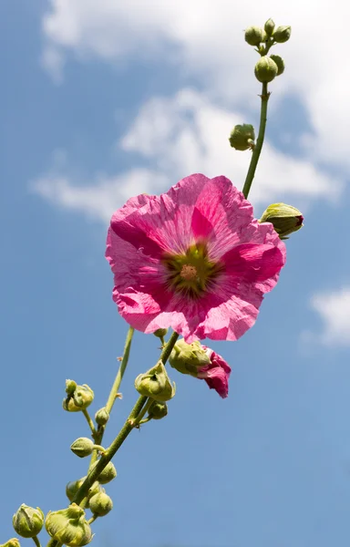 Mallow on a background of blue sky — Stock Photo, Image