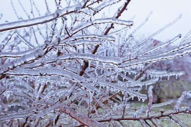 donmuş buz dallarında