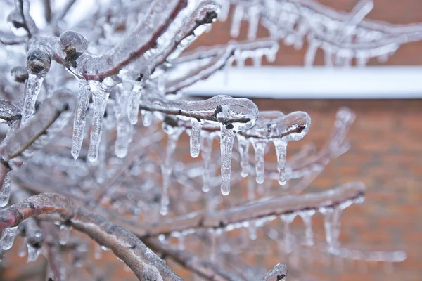 Frozen in the ice branches — Stock Photo, Image