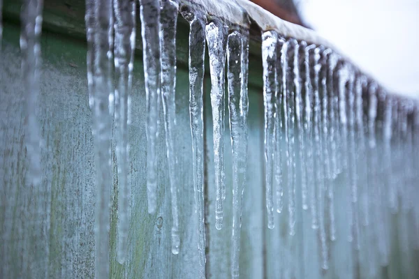 Congelés Dans Les Branches Glace — Photo