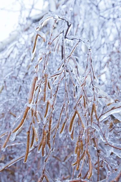 Frozen in the ice branches — Stock Photo, Image