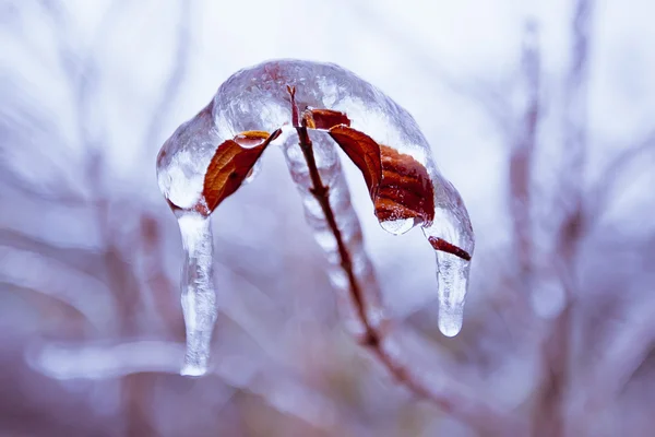 Eingefroren in den Eisästen — Stockfoto