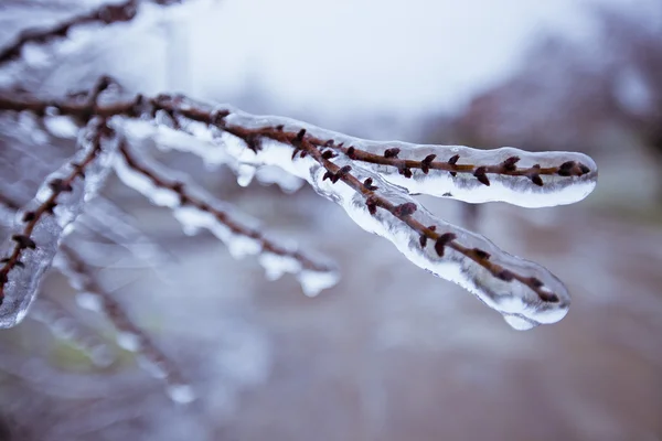 Congelado Las Ramas Hielo — Foto de Stock