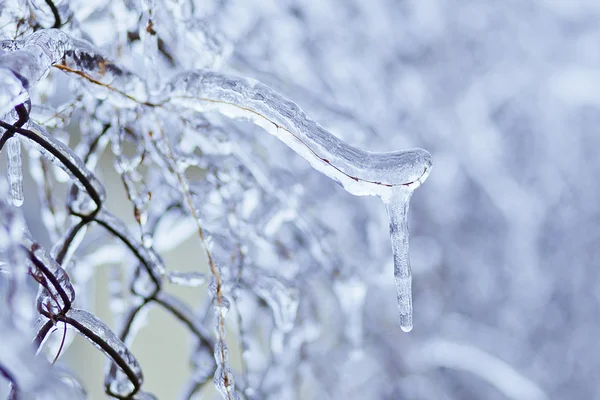 Congelado en las ramas de hielo — Foto de Stock