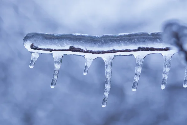 Congelado Las Ramas Hielo — Foto de Stock