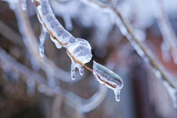 Eingefroren in den Eisästen — Stockfoto