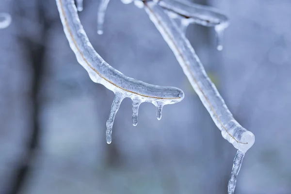 氷の枝の凍結 — ストック写真