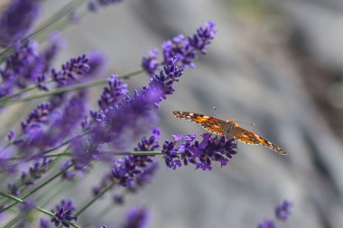 Kelebek çiçek açan lavanta