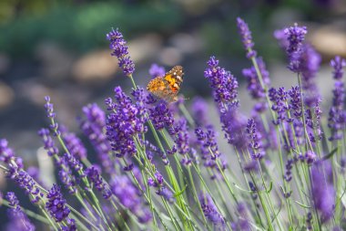 Lavanta çiçekleri sıcak güneşli bir günde kelebek