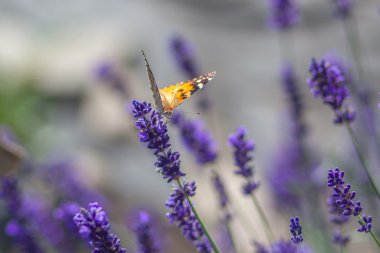 Kelebek çiçek açan lavanta