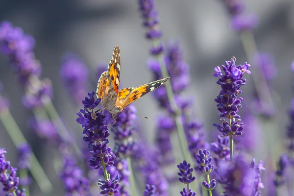 Kelebek çiçek açan lavanta