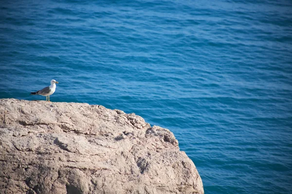 Pássaro na rocha — Fotografia de Stock
