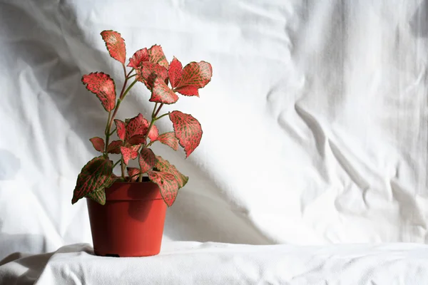 Saksılı bitki — Stok fotoğraf