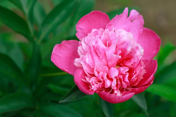 Rosa pion — Stockfoto