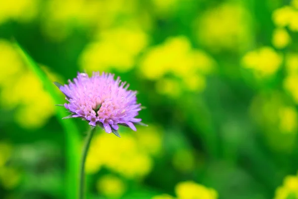 Pink Wildflower — Stock Photo, Image