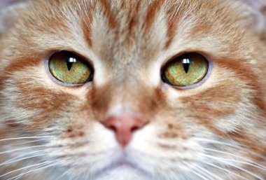 Kedi Gözü