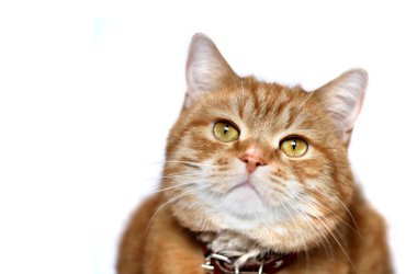 kedi portre