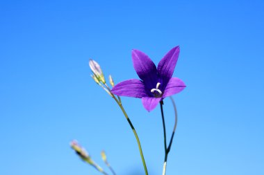 Campanula gökyüzüne karşı