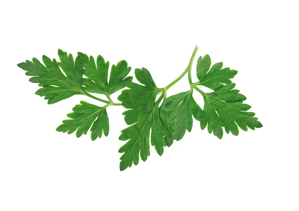 Parsley On White — Stock Photo, Image