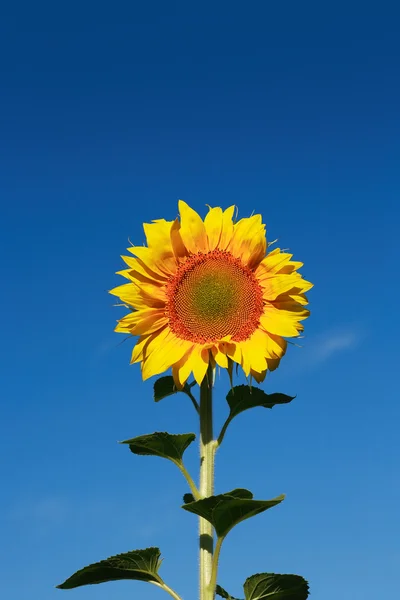 Sunflower Closeup — Stock Photo, Image