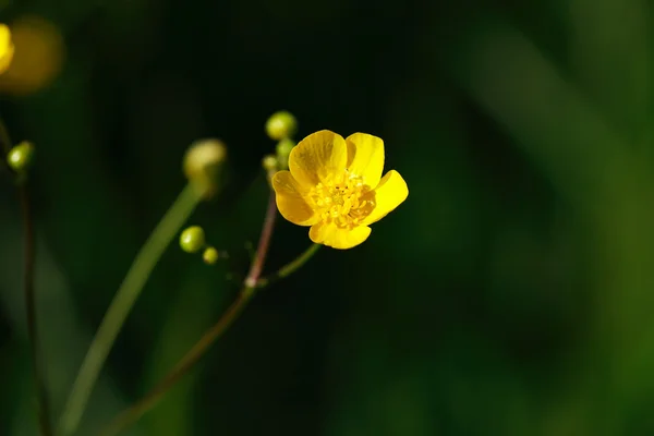 Small Yellow Flower — Stock Photo, Image
