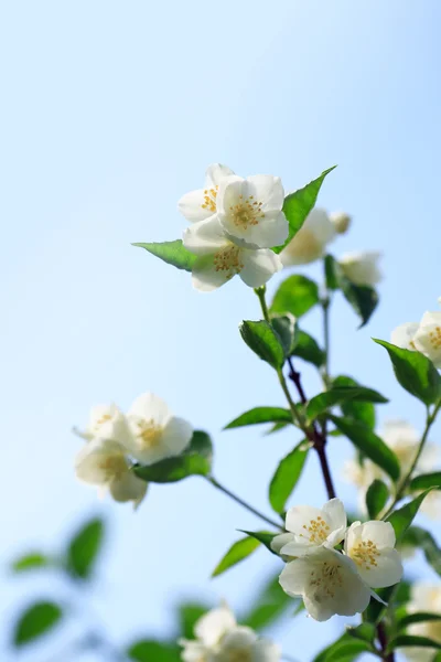 茉莉花开花 — 图库照片