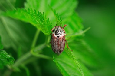 çimenlerin üzerinde hata