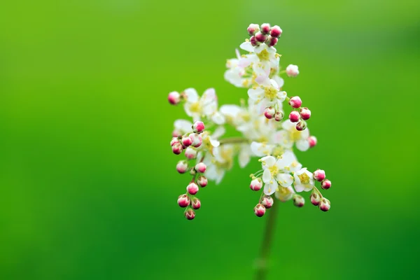 野生の花の花 — ストック写真