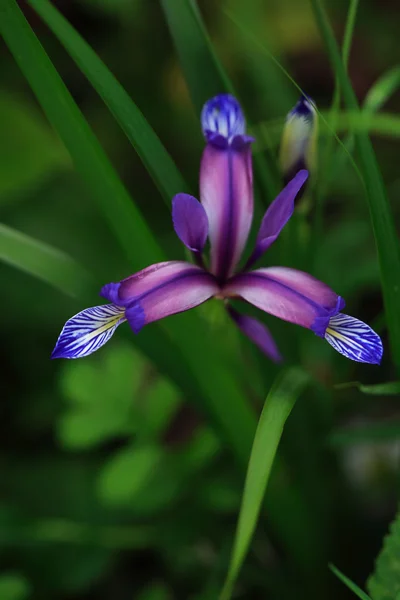 Beautiful Wildflower — Stock Photo, Image