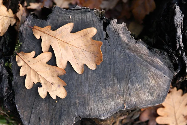 Foglie di quercia — Foto Stock