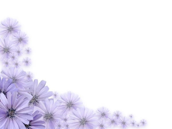 Violette bloemen wenskaart — Stockfoto