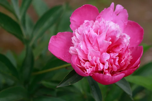 Pink Peony — Stock Photo, Image