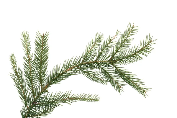 Филиал Fir Tree — стоковое фото