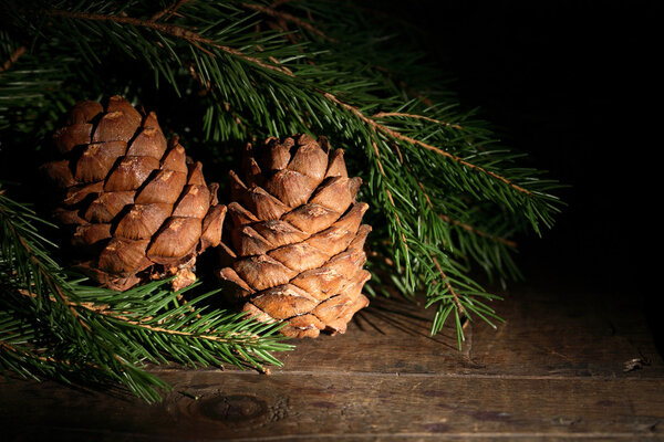 Cedar Cones