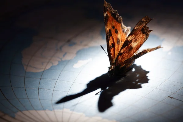 Butterfly On Map — Stock Photo, Image