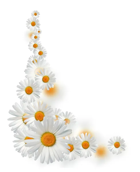 Daisy Border — Stock Photo, Image