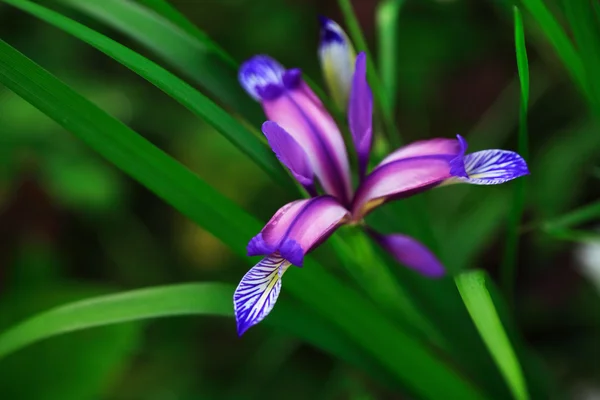 Krásné wildflower — Stock fotografie