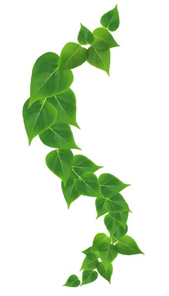 Green Leaves Border — Stock Photo, Image