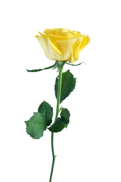 Rosa amarela — Fotografia de Stock