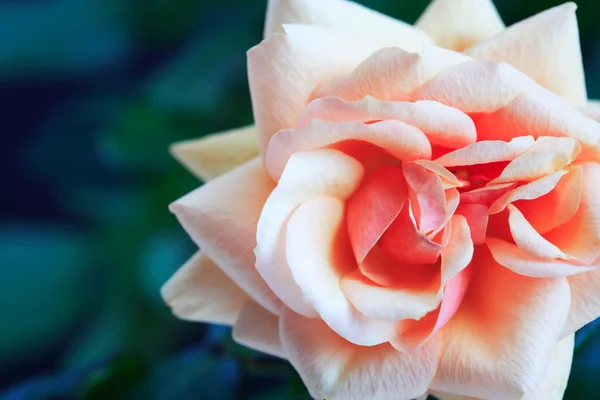 Rose On Dark — Stock Photo, Image