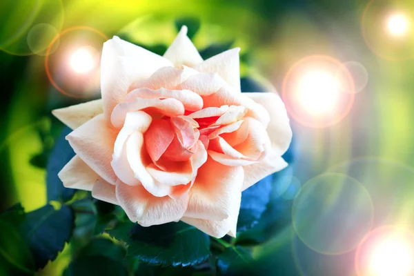 Beautiful Rose — Stock Photo, Image