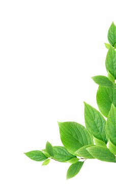 Yeşil Yaprak Sınırı