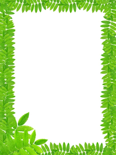 Green Leaves Frame — Stock Photo, Image