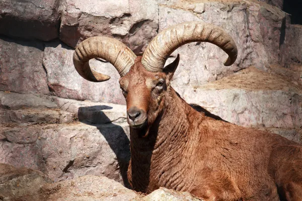 Caucasian Goat — Stock Photo, Image