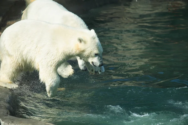 Schwimmende Eisbären — Stockfoto