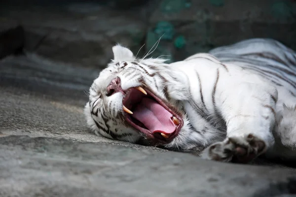Boca de tigre blanco —  Fotos de Stock