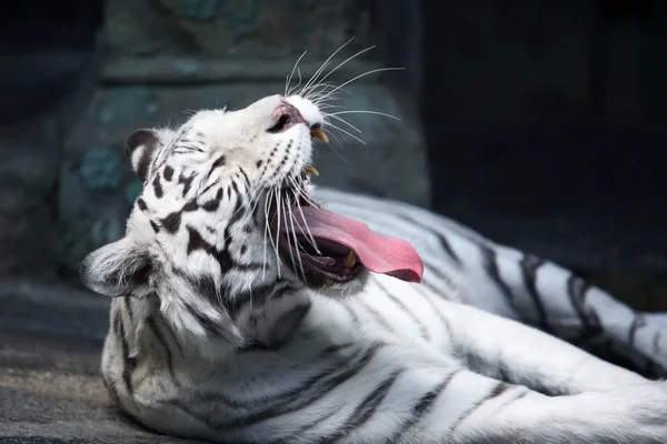 Witte tijger yawing — Stockfoto