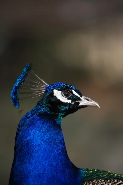 Peacock Portrait — Stock Photo, Image
