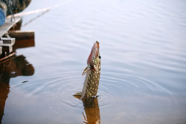 Pike Balıkçılık — Stok fotoğraf